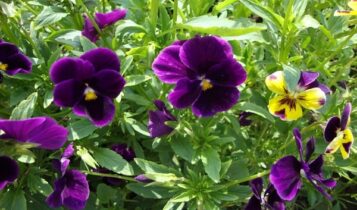 صور زهرة البنفسج Violet flower pictures