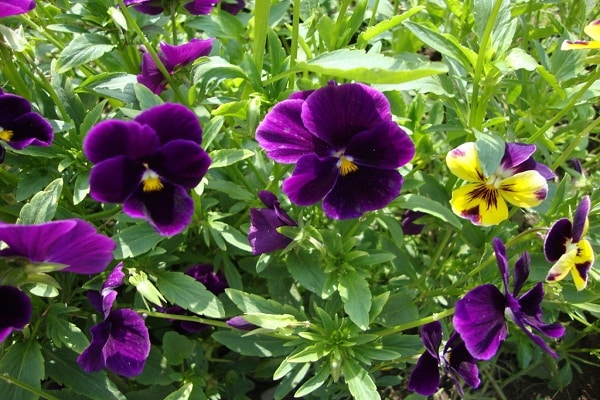 صور زهرة البنفسج Violet flower pictures
