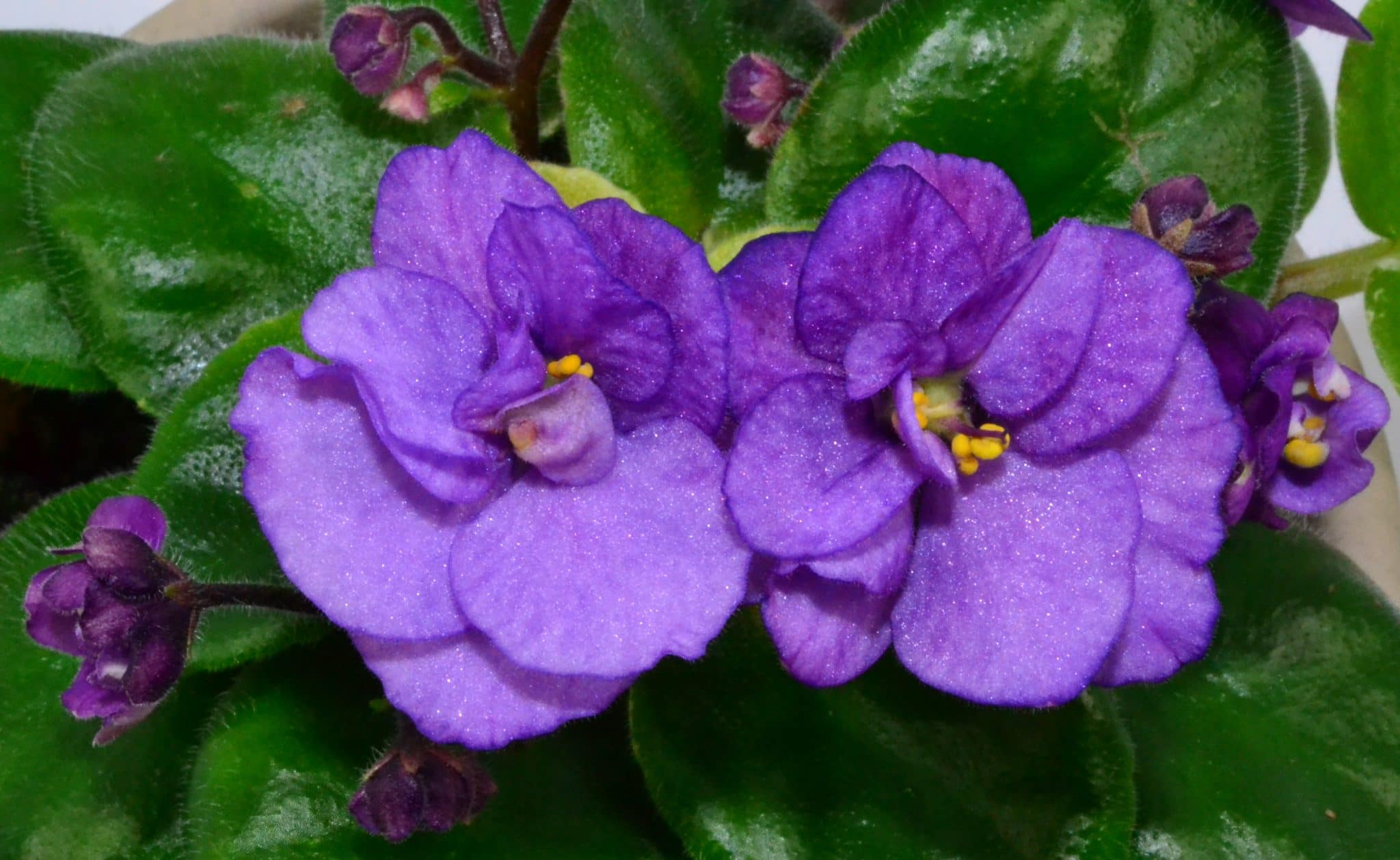 صور زهرة البنفسج Violet flower pictures