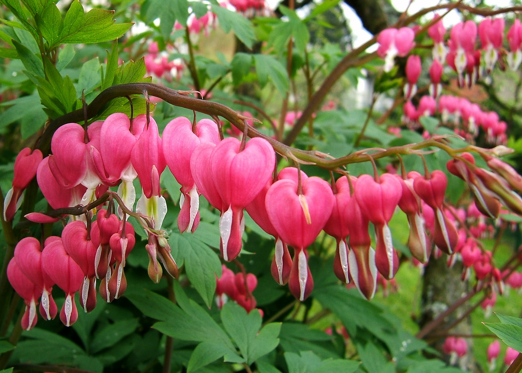 صور زهرة القلب النازف Photos bleeding heart flower