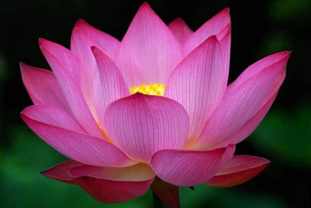 صور زهرة اللوتس Photos lotus flower