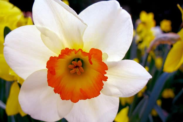 صور زهرة النرجس Narcissus flower pictures