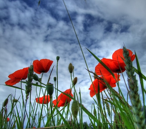 صور شقائق النعمان Photos Anemone