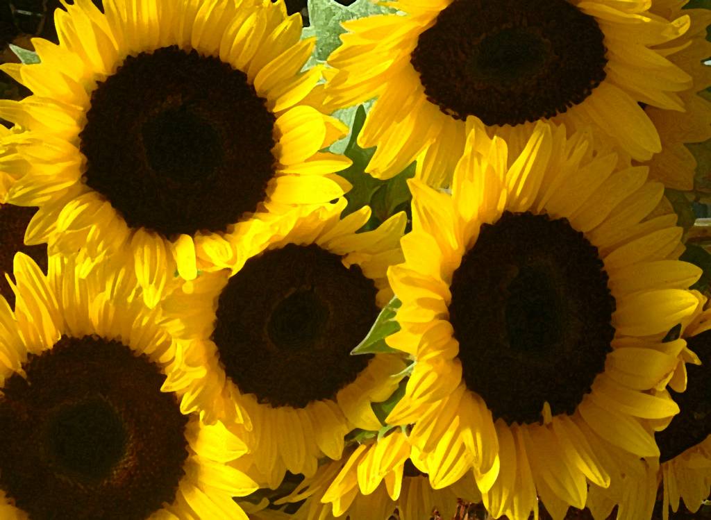 صور زهرة عباد الشمس Photos flower sunflower