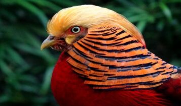 صور الدراج الذهبي Photo Golden Pheasant