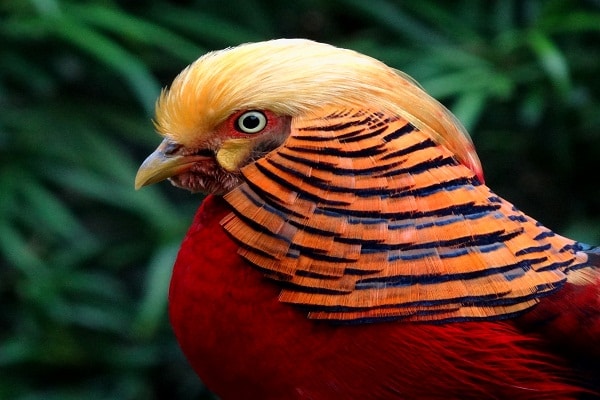 صور الدراج الذهبي Photo Golden Pheasant