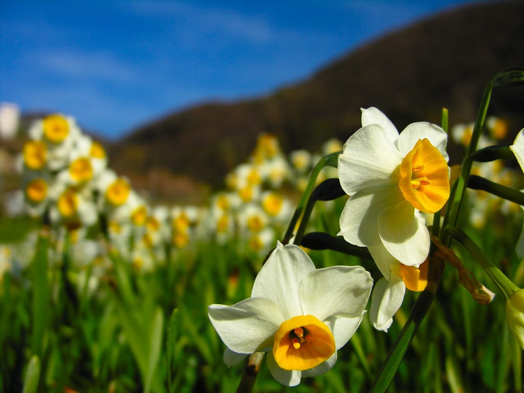 صور زهرة النرجس Narcissus flower pictures