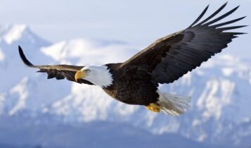 صور النسر الاصلع Photo Bald Eagle
