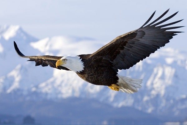 صور النسر الاصلع Photo Bald Eagle