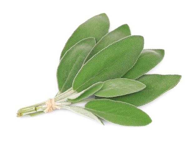 صور نبات الميرمية Photos sage leaf