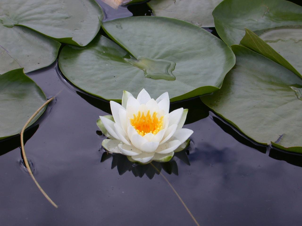 صور زهرة اللوتس Photos lotus flower