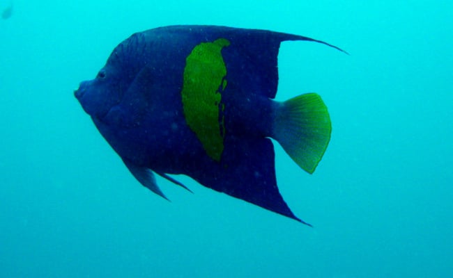 صور اسماك الملاك Photos Angel Fish