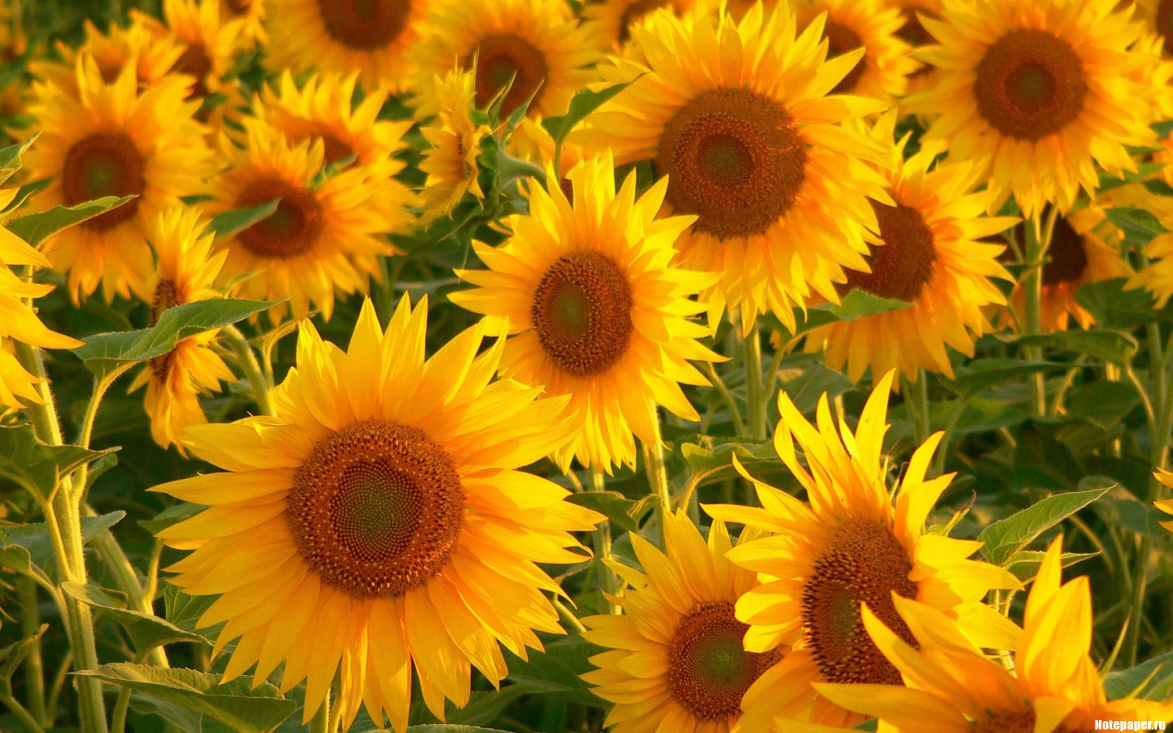 صور زهرة عباد الشمس Photos flower sunflower