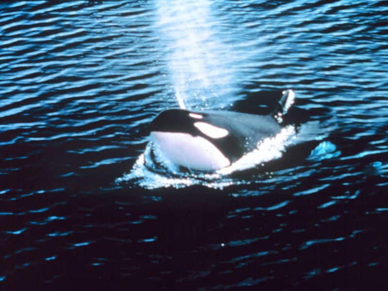 صور الحوت القاتل Photos Killer whale