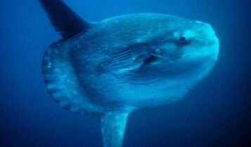 صور مولا مولا Photos Mola Mola