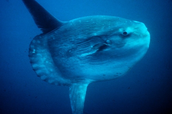 صور مولا مولا Photos Mola Mola