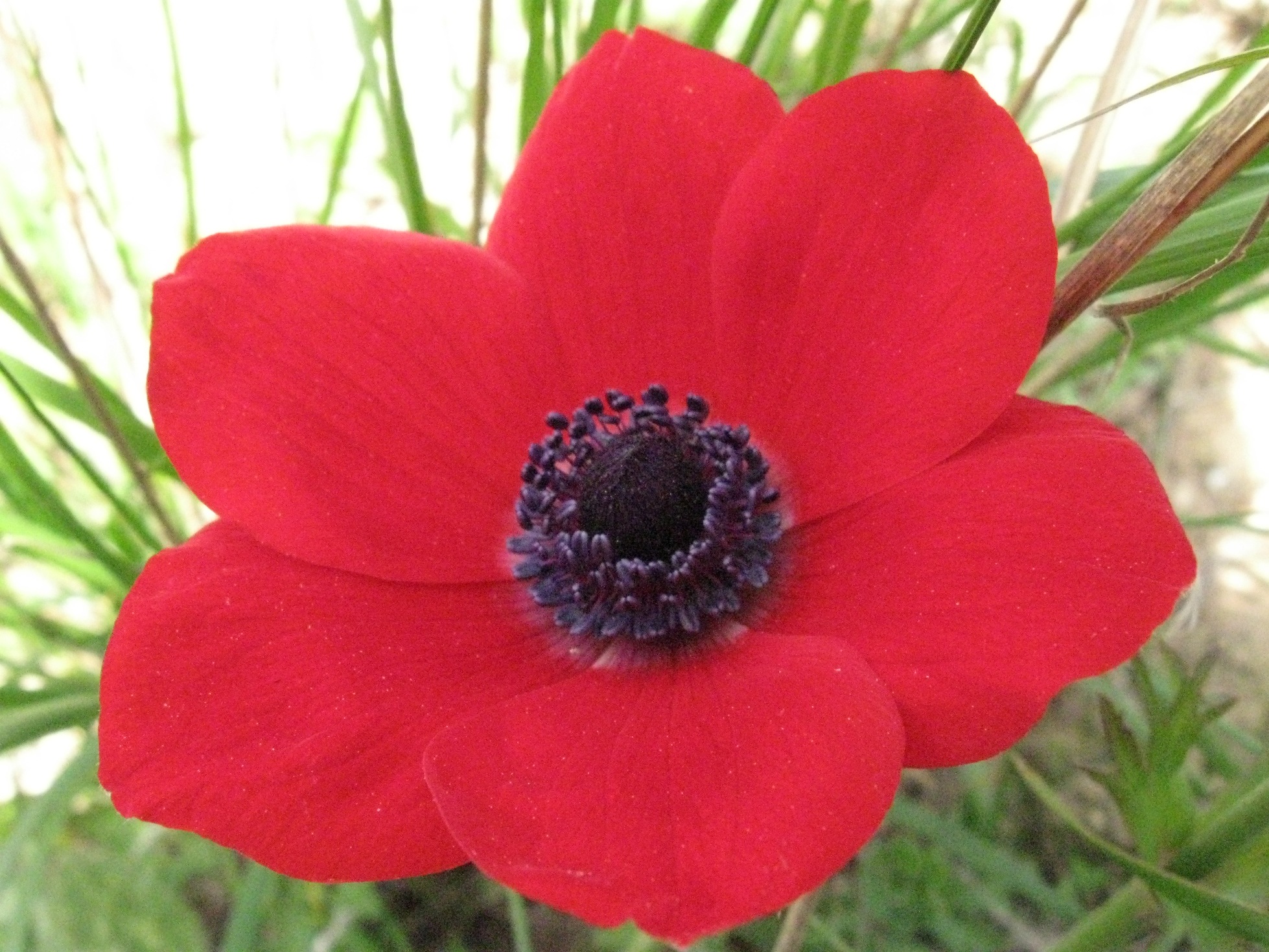 صور شقائق النعمان Photos Anemone