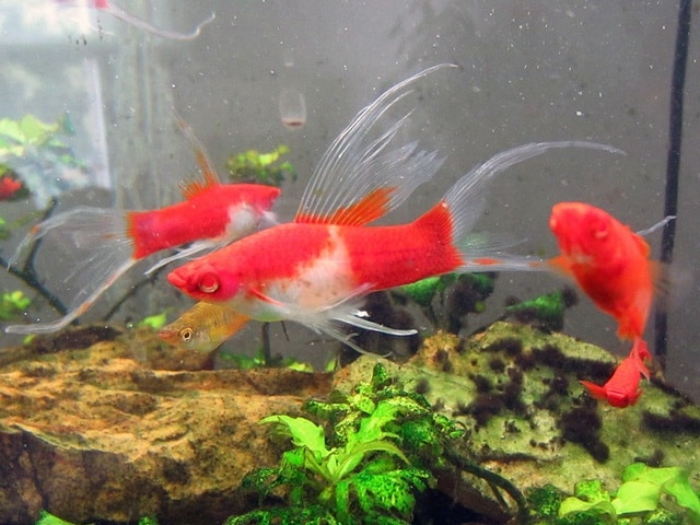 صور اسماك السوردتيل Alsordtal Fish Photos