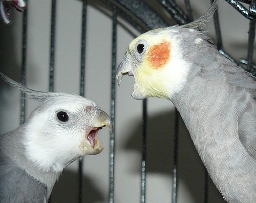 صور طيور الكوكتيل Photos bird cocktail