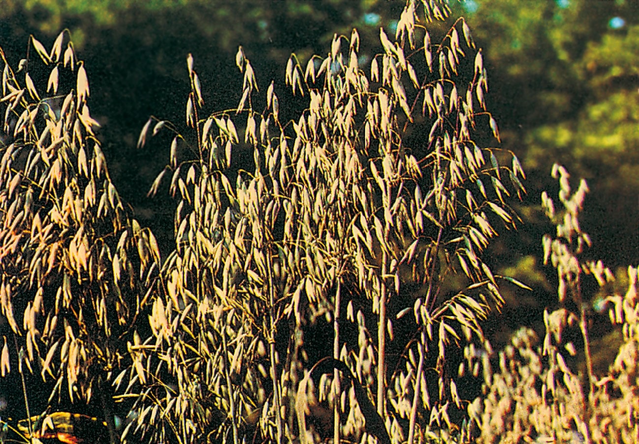 صور نبات الشوفان Photos plant oats