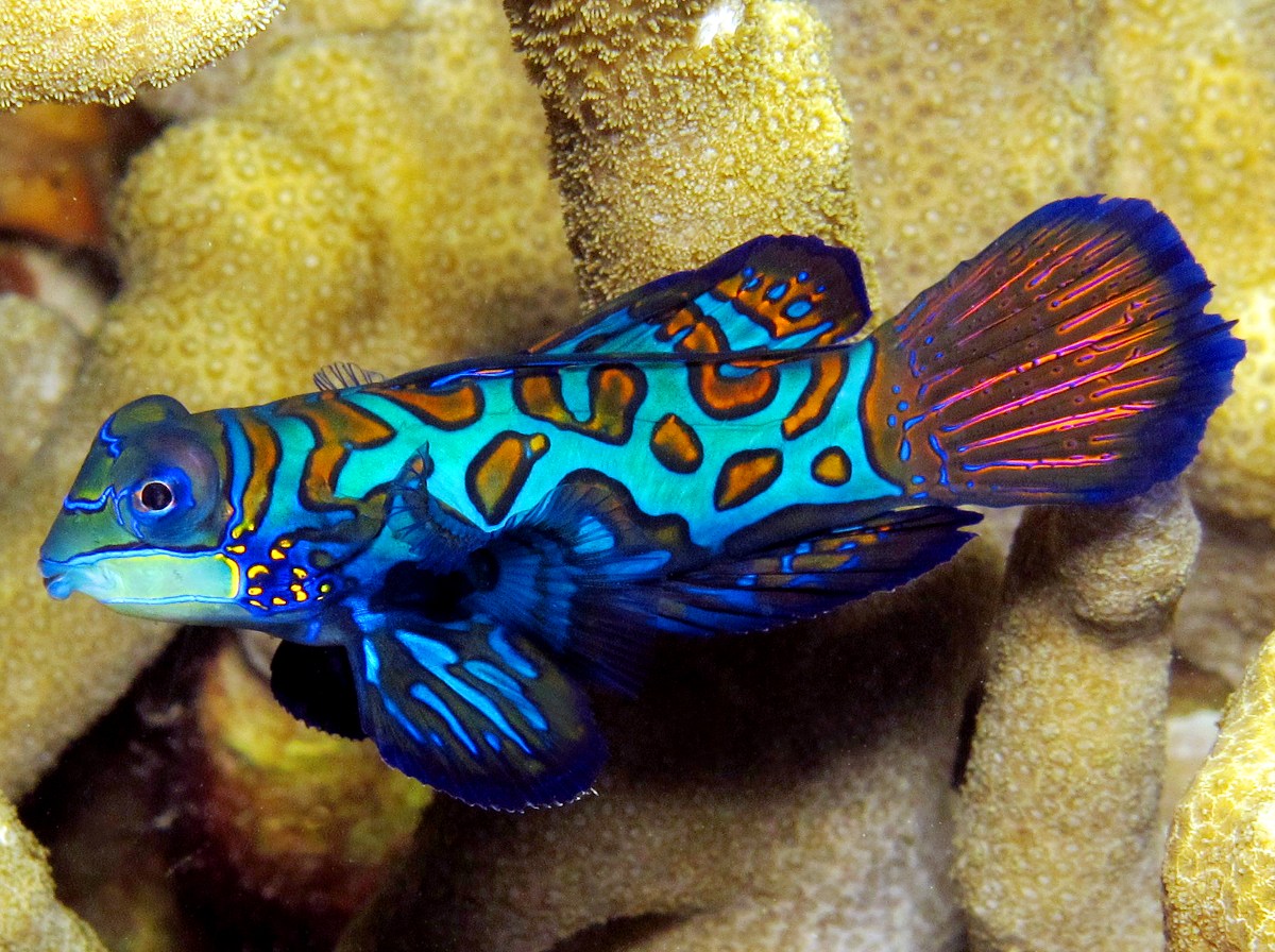 صور اسماك الماندرين Photos Mandarin Fish