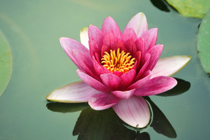 صور زهرة اللوتس Photos lotus flower