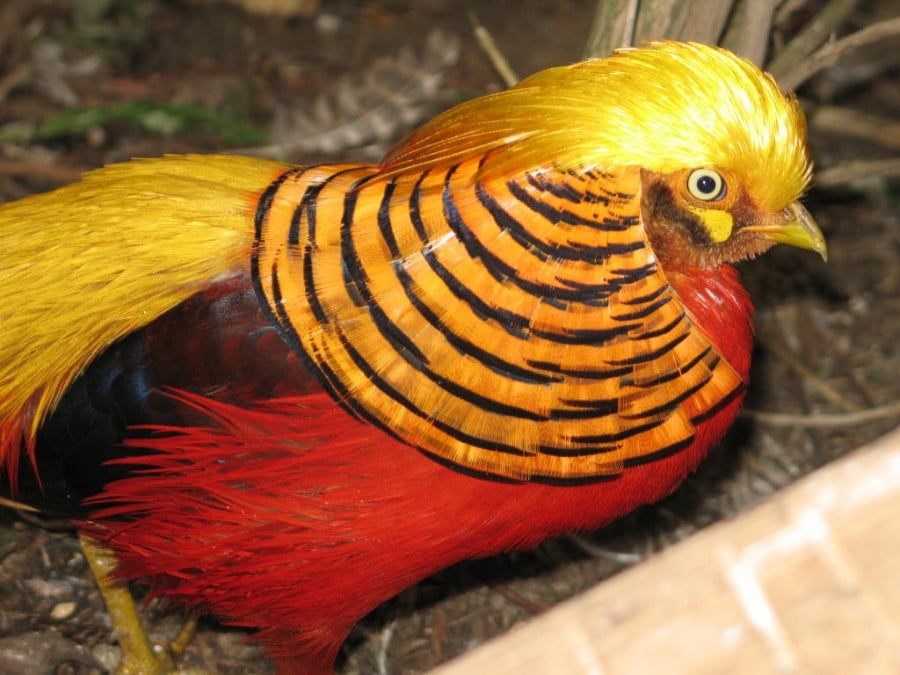 احسن صور الدراج الذهبى