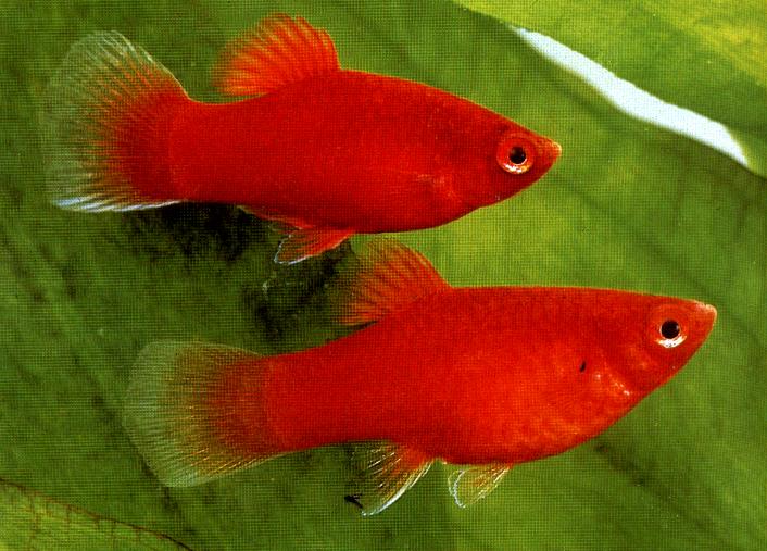 صور اسماك السوردتيل Alsordtal Fish Photos
