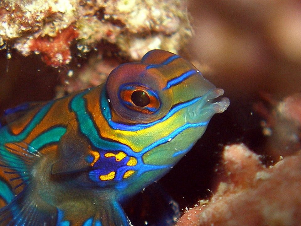 صور اسماك الماندرين Photos Mandarin Fish
