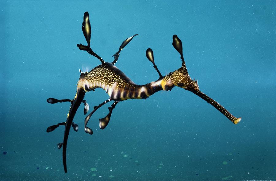 صور تنين البحر العشبي Photos popular sea dragon
