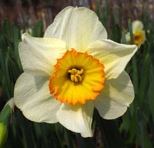 صور زهرة النرجس Narcissus flower pictures