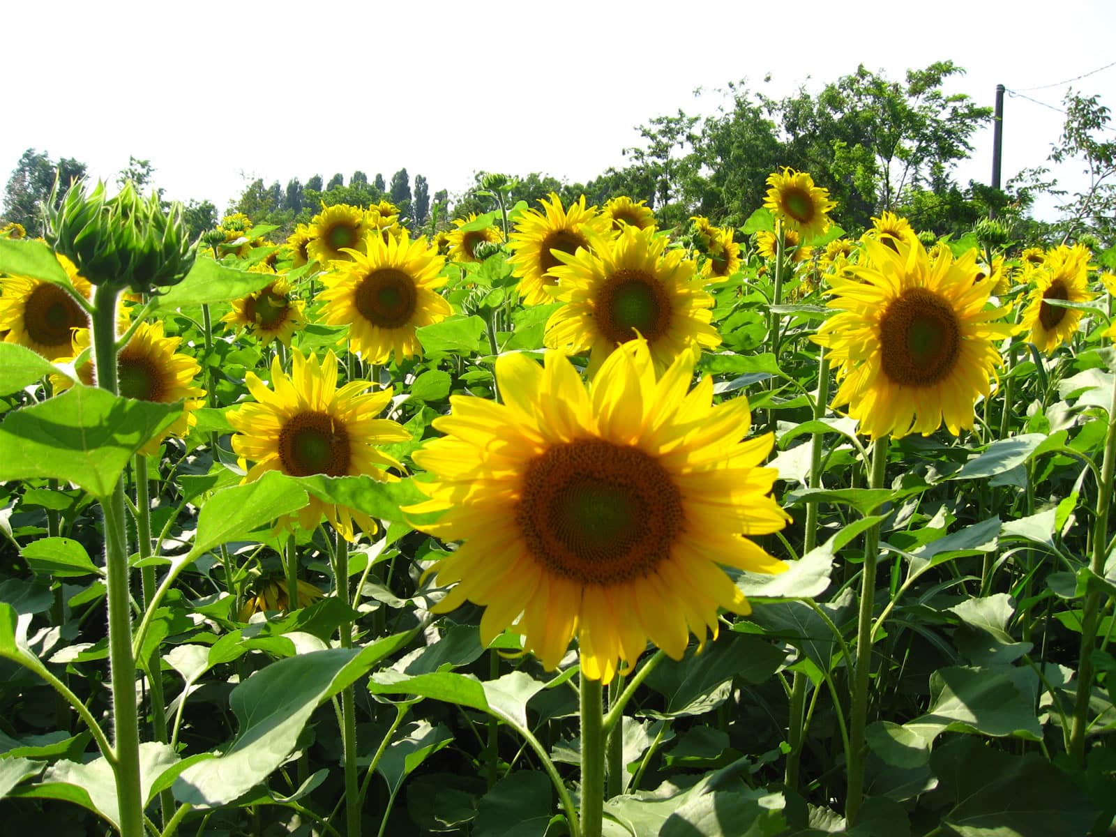 صور زهرة عباد الشمس Photos flower sunflower