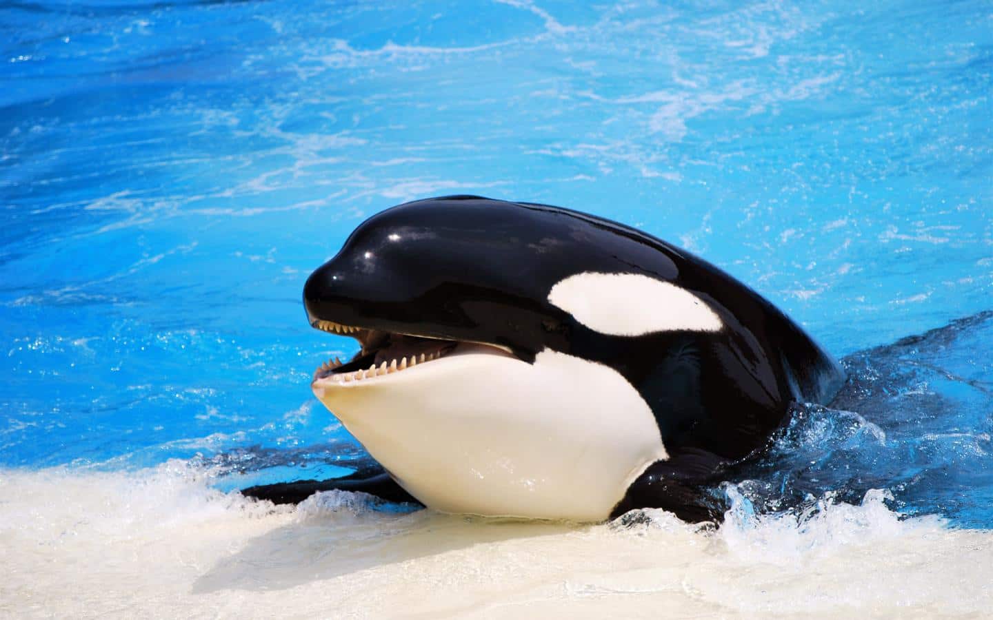 صور الحوت القاتل Photos Killer whale