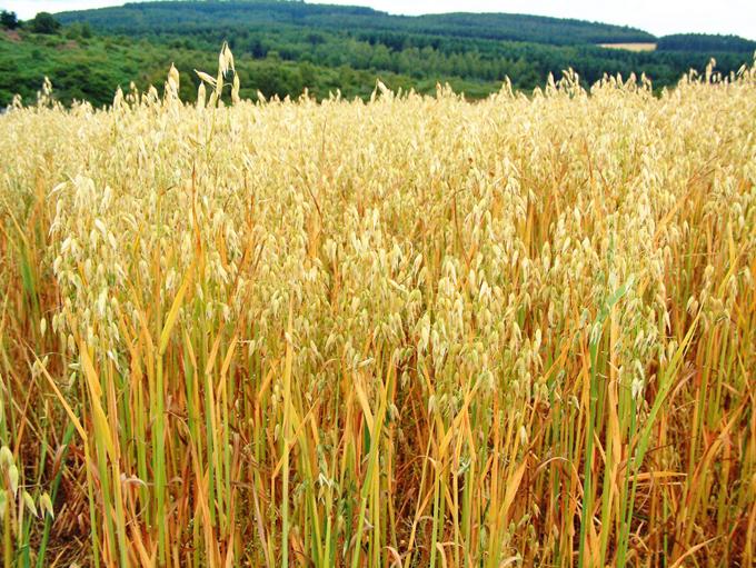 صور نبات الشوفان Photos plant oats
