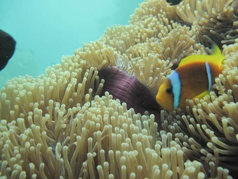 صور شقائق النعمان Photos Anemone