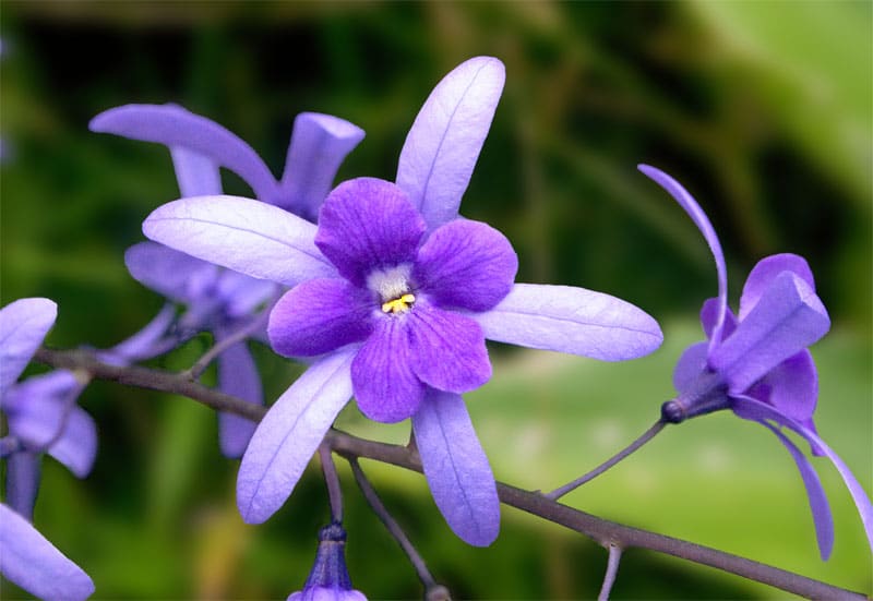 صور زهرة البنفسج Violet flower pictures