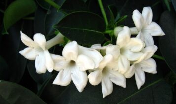 صور ازهار الفل  Photos Jasmine flowers