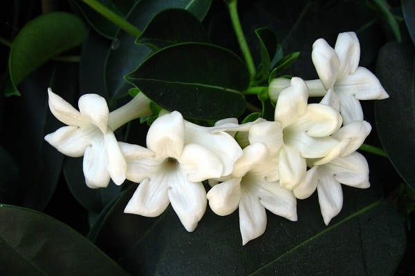 صور ازهار الفل  Photos Jasmine flowers