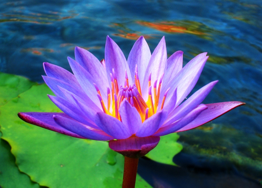 صور زهرة اللوتس Photos lotus flower
