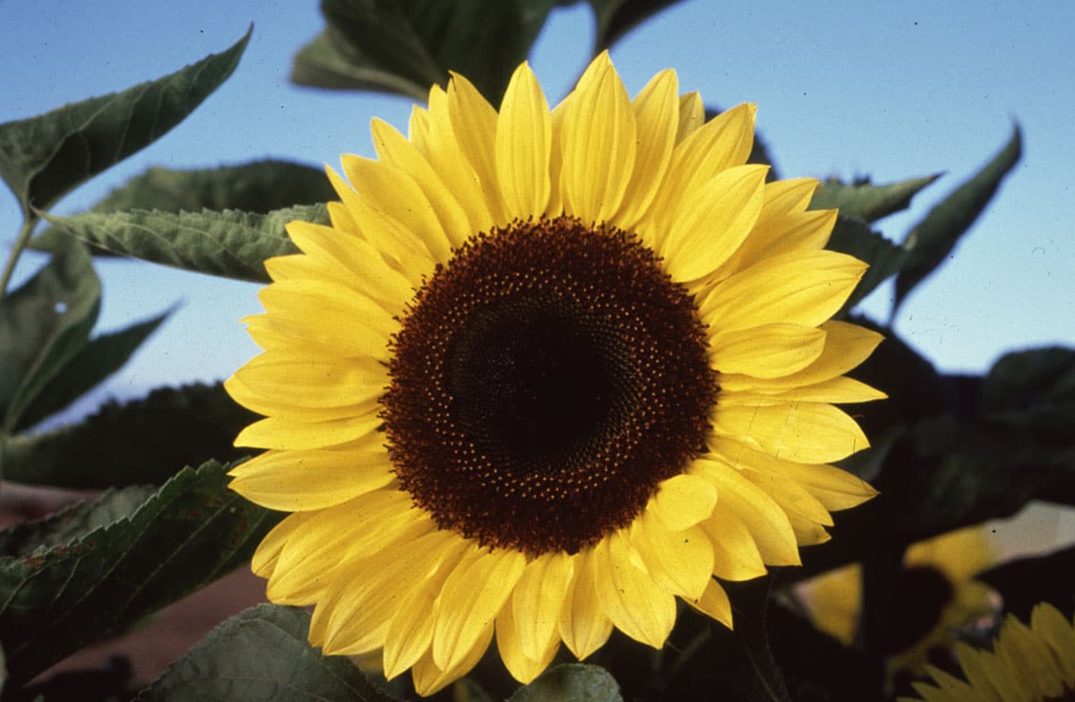 صور زهرة عباد الشمس Photos flower sunflower