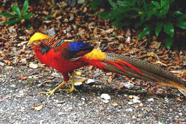 صور الدراج الذهبي Photo Golden Pheasant