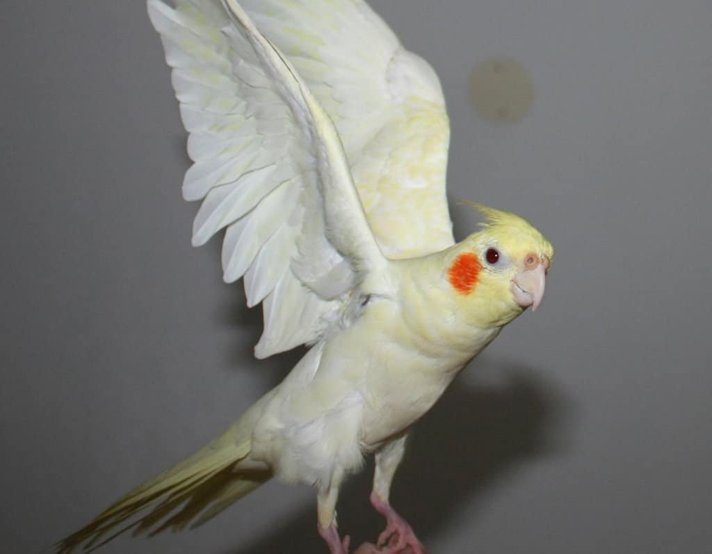 صور طيور الكوكتيل Photos bird cocktail