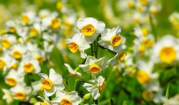 صور زهرة النرجس Narcissus flower pictures