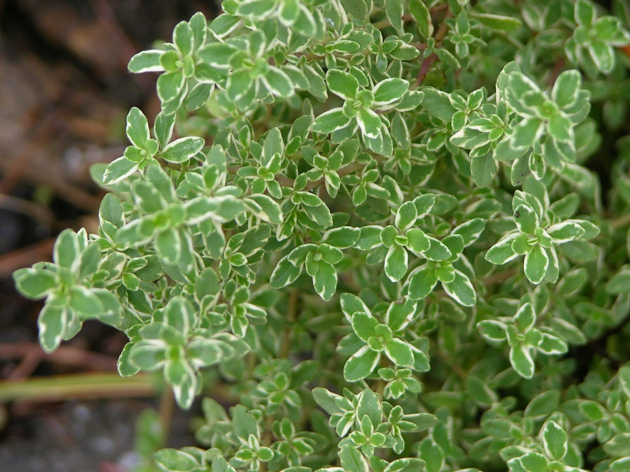 صور نبات الزعتر Flower pictures thyme