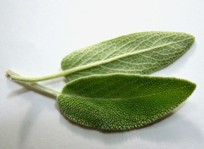 صور نبات الميرمية Photos sage leaf