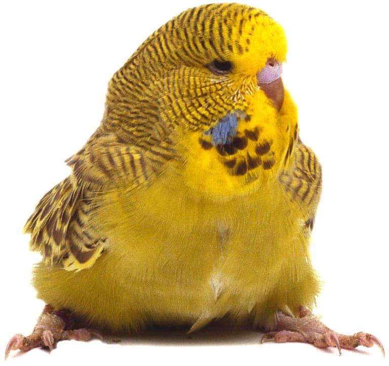 اروع صور البادجي الانجليزي