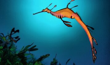 صور تنين البحر العشبي Photos popular sea dragon