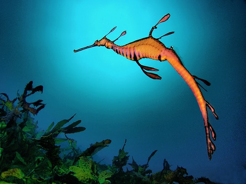 صور تنين البحر العشبي Photos popular sea dragon