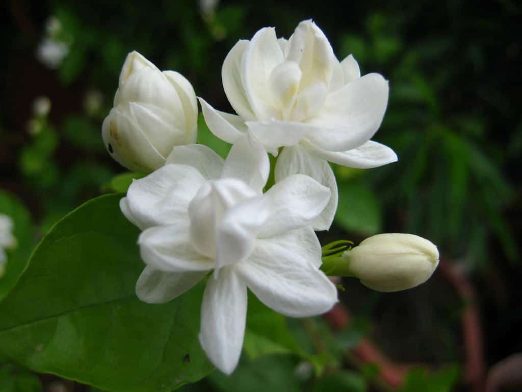 photos-jasmine-flowers