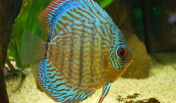 صور اسماك دسكاس Dskas Fish Photos